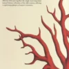 Albert Seba. Le Cabinet des curiosités naturelles, Edition français-anglais-allemand, Irmgard Müsch
