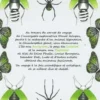 Araignées, lucioles, papillons, Sylvie Girardet