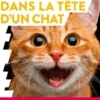 Dans la tête d'un chat, Jessica Serra