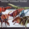 Dinosaures. Fiches documentaires, pas à pas, dinausaures incroyables. Avec 6 dinos à construire en 3D, Maria Mañeru