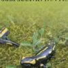 Imagetexte 6. Si la salamandre perd, Horst Haack