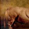 La fabrique des animaux. Edition bilingue français-anglais, Yann Arthus-Bertrand