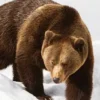 Le goût des ours, Fabienne Alice