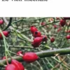 Le vieil incendie, Elisa Shua Dusapin