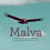 Malva, Hagar Peeters